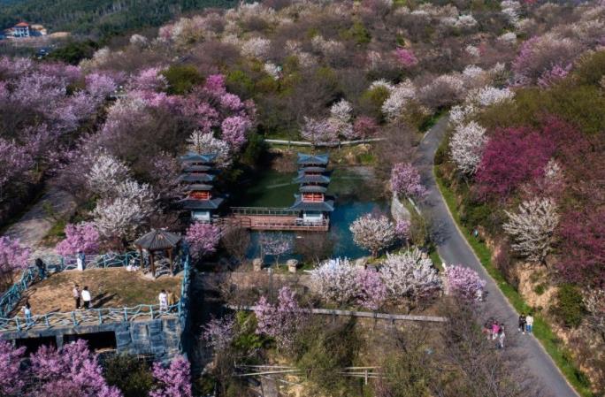 “赏花经济”助力乡村振兴