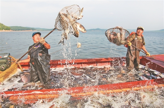 哈尔滨：上半年渔业产值5.1亿元